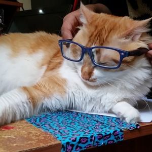 Meet your Posher, Madison